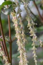 Coast silk-tassel, Garrya elliptica, flowers